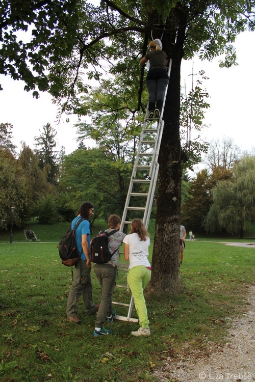 <p>
	 Foto: Liza Trebše (Slovensko društvo za proučevanje in varstvo netopirjev)
</p>