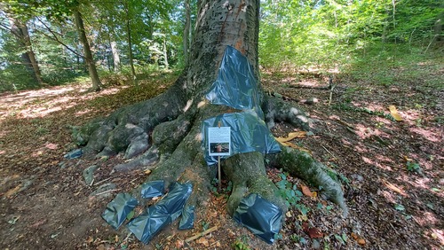 <p>
	 Slika 1: Poskus sanacije bukve po poškodbi debla v letu 2021 (foto: S. Vochl).
</p>