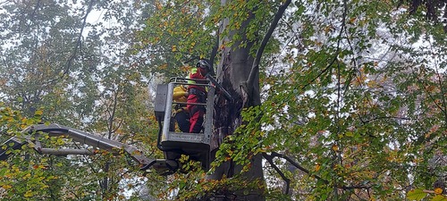 <p>
	 Slika 2: Pregled mesta odloma z rezistografom v letu 2022 je pokazal zmanjšano trdnost lesa zaradi okuženosti z glivo črnečo ožganko. Gre za glivo, ki se prehranjuje kot zajedavka in lahko okuži tudi vitalna drevesa. Pogoj za okužbo je manjša rana oziroma stres, ki mu je drevo izpostavljeno (foto: S. Vochl).
</p>