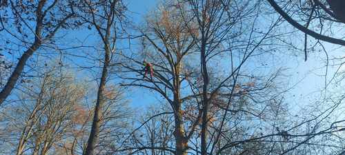 <p>
	 Slika 3: Bukev je zaradi svoje višine in lege bolj izpostavljena vetru, kar še povečuje možnost za odlom. Da bi to možnost zmanjšali, je arborist plezalec jeseni 2023 znižal višino in obod krošnje drevesa (foto: S. Vochl).
</p>