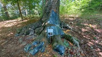 <p>
	 Slika 1: Poskus sanacije bukve po poškodbi debla v letu 2021 (foto: S. Vochl).
</p>
