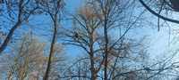 <p>
	 Slika 3: Bukev je zaradi svoje višine in lege bolj izpostavljena vetru, kar še povečuje možnost za odlom. Da bi to možnost zmanjšali, je arborist plezalec jeseni 2023 znižal višino in obod krošnje drevesa (foto: S. Vochl).
</p>