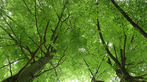 <p>
	 Mogočne krošnje starih dreves navadne bukve (<em>Fagus sylvatica</em>).<br>

	<br>
	 foto: Luka Šparl<br>
</p>