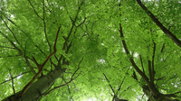 <p>
	 Mogočne krošnje starih dreves navadne bukve (<em>Fagus sylvatica</em>).<br>

	<br>
	 foto: Luka Šparl<br>
</p>