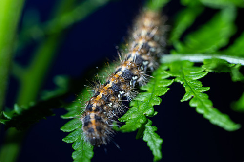 <p>
	 Gosenica črtastega medvedka (<em>Euplagia quadripunctata</em>).<br>
</p>
<p>
	 foto: Luka Šparl
</p>