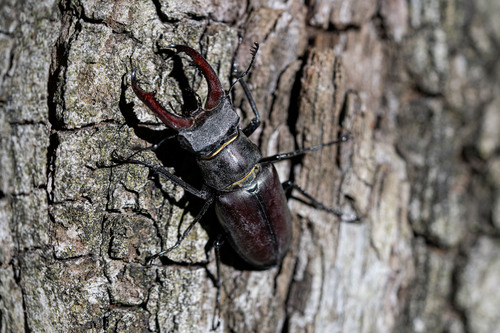 <p>
	 Rogač (Lucanus cervus).<br>
</p>
<p>
	 foto: Luka Šparl
</p>