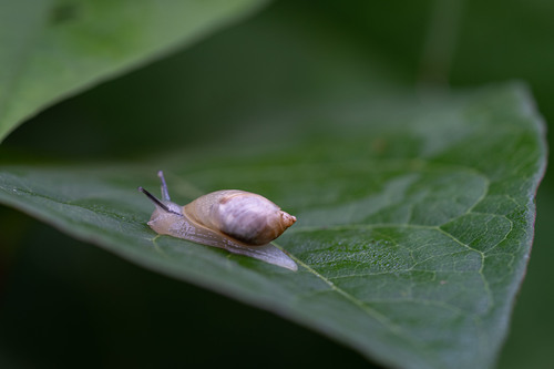 <p>
	 Navadna jantarica (Succinea putris).<br>

	<br>
	 foto: Luka Šparl<br>
</p>