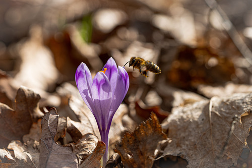 <p>
	 Kranjska čebela (<em>Apis mellifera</em>).<br>
</p>
<p>
	 foto: Luka Šparl
</p>