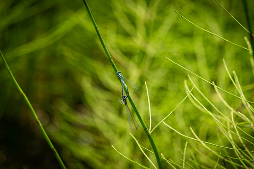 <p>
	 Travniški škratec (<em>Coenagrion puella</em>).<br>
</p>
<p>
	 foto: Luka Šparl
</p>