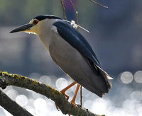 <p>
	 Kvakač (<em>Nycticorax nycticorax</em>) je kot domnevno izumrla vrsta uvrščen na rdeči seznam ptic gnezdilk.<br>
</p>
<p>
	 foto: Bojan Bratož
</p>