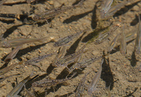 <p>
	 Navadni globočki (<em>Gobio gobio</em>) in kleni (<em>Squalius cephalus</em>) v potoku Pržanec.<br>

	<br>
	 foto: Bojan Bratož<br>
</p>