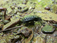 <p>
	 Močvirski krešič (<em>Carabus variolosus</em>).<br>
</p>
<p>
	 foto: Al Vrezec
</p>