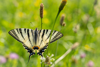 <p>
	 Jadralec (<em>Iphiclides podalirius</em>).<br>

	<br>
	 foto: Luka Šparl<br>
</p>