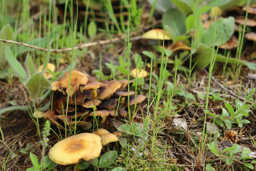 <p>
	 Navadna žveplenjača (<em>Hypholoma fasciculare</em>) razkraja mrtev organski material.<br>

	<br>
	 foto: Luka Šparl<br>
</p>