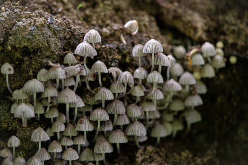 <p>
	 Trosnjaki razsejanih tintovcev (<em>Coprinellus disseminatus</em>) se pojavljajo v velikem številu.<br>

	<br>
	 foto: Luka Šparl<br>
</p>