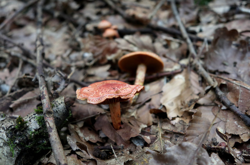 <p>
	 Opečnata koprenka (<em>Cortinarius bolaris</em>) je značilna za kisla glinena tla.<br>

	<br>
	 foto: Luka Šparl<br>
</p>