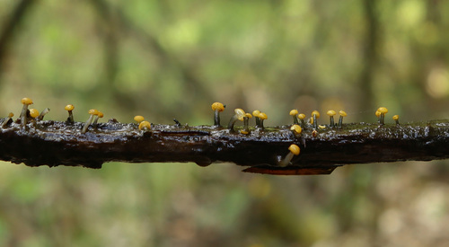 <p>
	 Oranžna potočka (<em>Vibrissea truncorum</em>) v Sloveniji uspeva le v Ljubljanski kotlini.<br>

	<br>
	 foto: Luka Šparl<br>
</p>