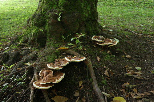 <p>
	 Na mestih poškodb korenin v parkih se pogosto pojavijo smolene pološčenke (<em>Ganoderma resinaceum</em>).<br>

	<br>
	 foto: Luka Šparl<br>
</p>