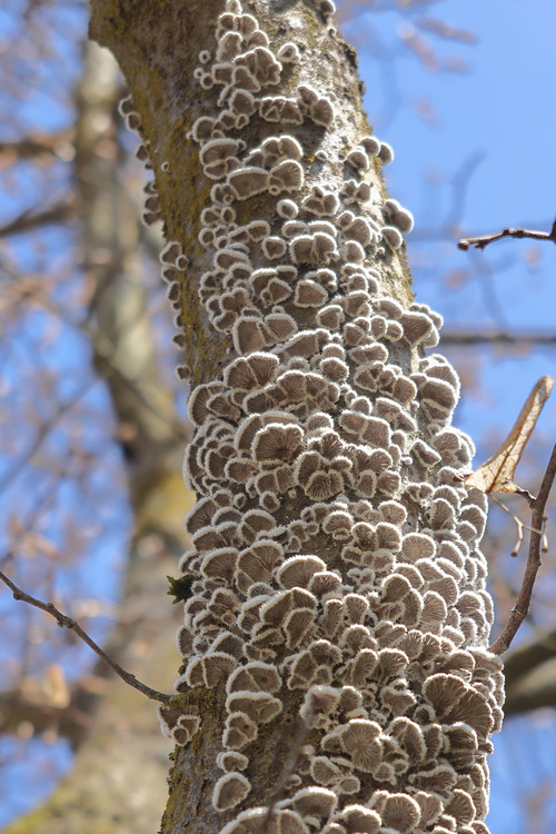 <p>
	 Navadne cepilistke (<em>Schizophyllum commune</em>) pogosto uspevajo na mestih, kjer drevesa utrpijo sončne opekline.
</p>
<p>
	 foto: Luka Šparl
</p>