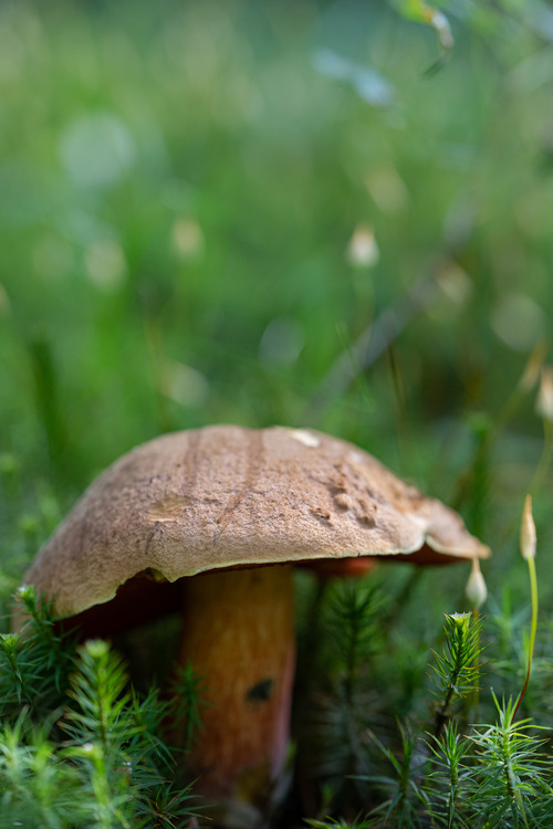 <p>
	 Žametasti goban (<em>Neoboletus luridiformis</em>) značilno uspeva na kislih tleh.<br>

	<br>
	 foto: Luka Šparl<br>
</p>