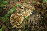 <p>
	 Na panjih rastoče pisane ploskocevke (<em>Trametes versicolor</em>).<br>

	<br>
	 foto: Luka Šparl<br>
</p>