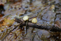 <p>
	 Ozkotrosna žebljarka (<em>Cudoniella tenuispora</em>) je bila leta 2019 najdena prvič v Sloveniji.<br>

	<br>
	 foto: Luka Šparl<br>
</p>