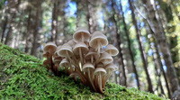 <p>
	 Skupina pripognjenih čeladic (<em>Mycena inclinata</em>).<br>

	<br>
	 foto: Luka Šparl<br>
</p>