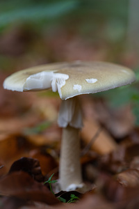 <p>
	 Zelena mušnica (<em>Amanita phalloides</em>) je najbolj strupena vrsta gobe v Evropi.<br>

	<br>
	 foto: Luka Šparl<br>
</p>