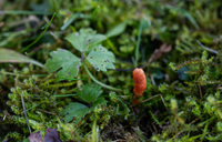 <p>
	 Zakopane bube metuljev v tleh zajedajo kokonovi glavatci (<em>Cordyceps militaris</em>).<br>

	<br>
	 foto: Luka Šparl
</p>