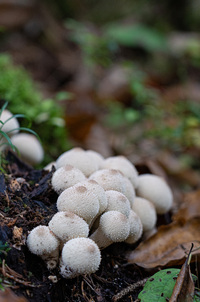 <p>
	 Skupina betičastih prašnic (<em>Lycoperdon perlatum</em>).<br>

	<br>
	 foto: Luka Šparl<br>
</p>