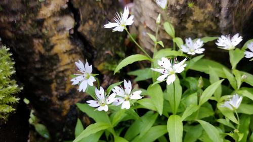 <p>
	 Evropska gomoljčica (<i>Pseudostellaria europaea</i>); Foto: Luka Šparl (Arhiv KP TRŠh)<br>
</p>