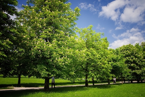 <p>
	 Mestni park Tivoli; Foto: Artinfoto.si
</p>