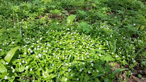 <p>
	 Naravni spomenik Pod Turnom, klasično nahajališče evropske gomoljčice (<em>Pseudostellaria europaea).</em>
</p>