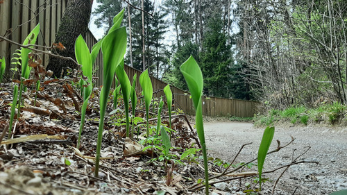 <p>
	 Šmarnica (<em>Convallaria majalis</em>) ob ZOO Ljubljana; foto: Luka Šparl (Arhiv KP TRŠh)<br>
</p>