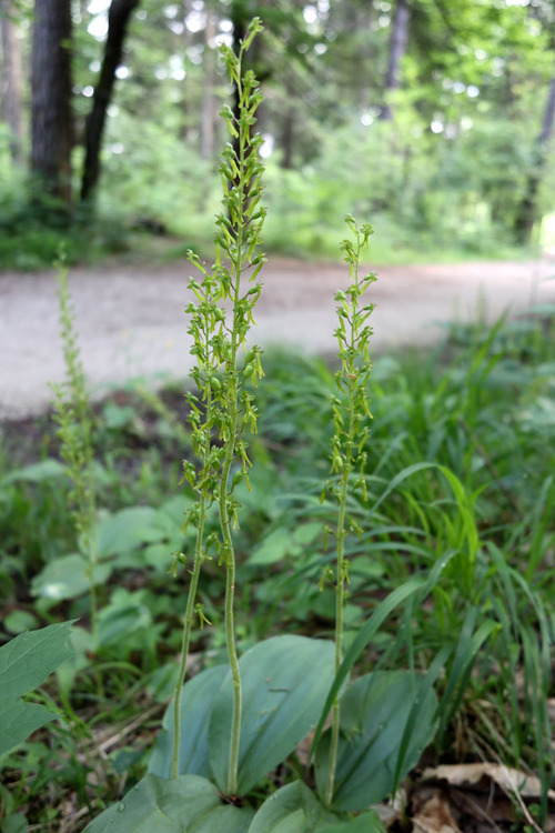 <p>
	 Dvolistna senčica (<i>Maianthem umbifolium</i>), foto: Luka Šparl (Arhiv KP TRŠh)
</p>