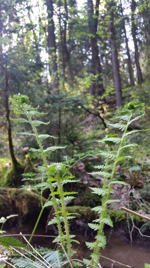 <p>
	 Gorska krpačevka (<i>Thelypterislim bosperma</i>); foto: Luka Šparl (Arhiv KP TRŠh)
</p>