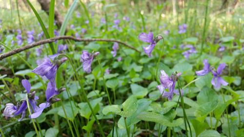 <p>
	 Barjanska vijolica (<i>Viola uliginosa</i>); foto: Luka Šparl (Arhiv KP TRŠh)
</p>