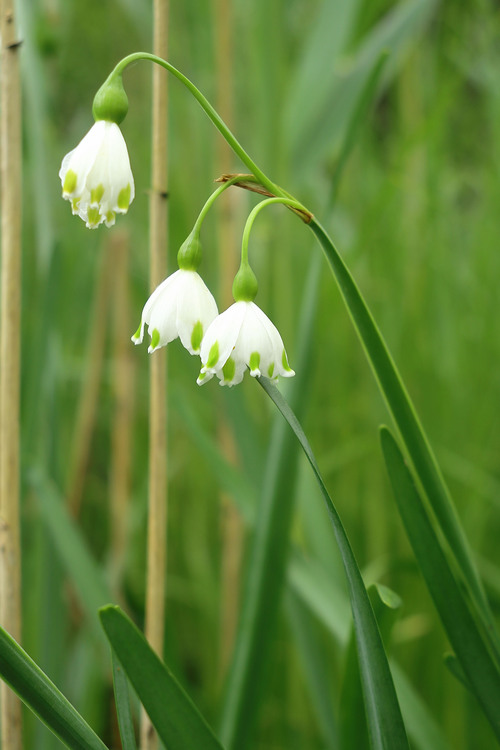 <p>
	 Poletni veliki zvonček (<em>Leucojum aestivum</em>); foto: Luka Šparl (Arhiv KP TRŠh)<br>
</p>