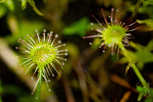 <p>
	 Okroglolistna rosika (<em>Drosera rotundifolia</em>); foto: Luka Šparl (Arhiv KP TRŠh)<br>
</p>