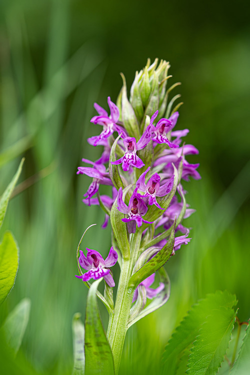 <p>
	 Majska prstasta kukavica (<em>Dactylorhiza majalis</em>); foto: Luka Šparl (Arhiv KP TRŠh)<br>
</p>