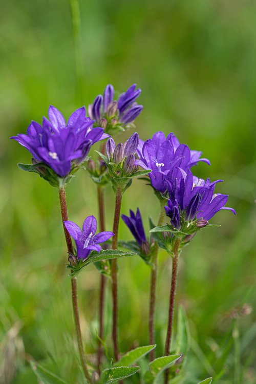 <p>
	 Klobčasta zvončica (<em>Campanula glomerata</em>); foto: Luka Šparl (Arhiv KP TRŠh)<br>
</p>