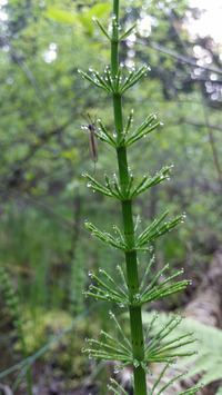 <p>
	 Vodna preslica (<i>Equisetum fluviatile</i>); foto: Luka Šparl (Arhiv KP TRŠh)
</p>