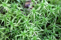 <p>
	 Šotni mah (<i>Sphagnum sp.</i>); foto: Luka Šparl (Arhiv KP TRŠh)
</p>