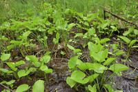 <p>
	 Močvirska kačunka (<em>Calla palustris</em>); foto: Luka Šparl (Arhiv KP TRŠh)<br>
</p>