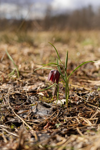 <p>
	 Močvirska logarica (<em>Fritillaria meleagris</em>); foto: Luka Šparl (Arhiv KP TRŠh)<br>
</p>